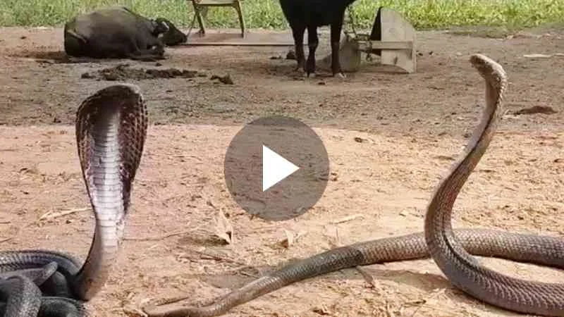 Viral video of snakes